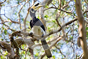 Hornbill in jungle