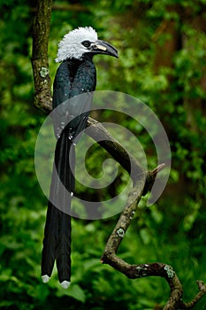Hornbill in the nature habitat. Western Long-tailed Hornbill, Horizocerus albocristatus, sitting on the branch in the tropic fores photo