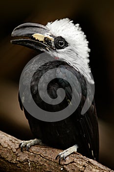 Hornbill in the nature habitat. Western Long-tailed Hornbill, Horizocerus albocristatus, sitting on the branch in the tropic fores