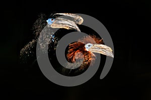 Hornbill pair in the dark tropic forest. Bird with big bill, male and female together. Wildlife nature in Africa, black background