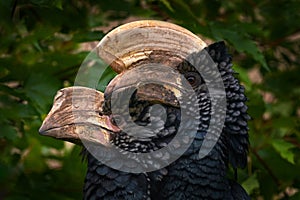 Hornbill pair, male and female love. Silvery-cheeked hornbill, Bycanistes brevis, detail portrait of beautiful forest bird,