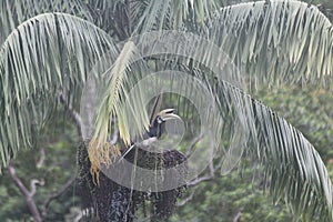 Hornbill in a Palm Tree