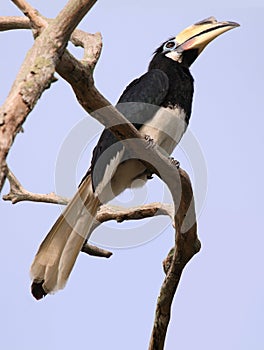 Hornbill on the Pangkor island (Malaysia)