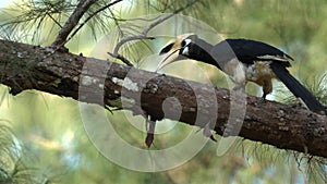 Hornbill perched gracefully on branch in