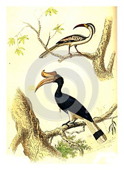 Hornbill, Rhinoceros Hornbill, vintage engraving