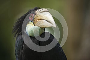 Hornbill Rhyteceros plicatus