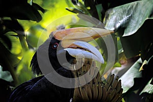 Hornbill and Ripe Bananas