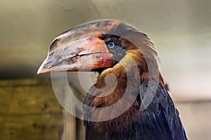 Hornbill in Russian zoo.