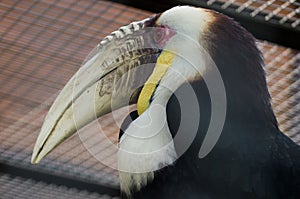 Hornbill in Russian zoo.