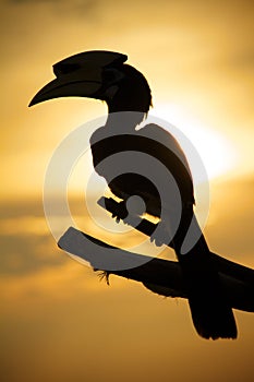 Hornbill Silhouette