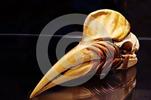 Hornbill skull birds zoology exhibit