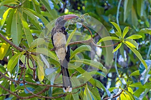 A Hornbill taking a lunch break in Tanzania