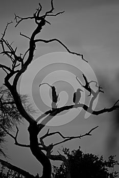 Hornbill on tree silhouette