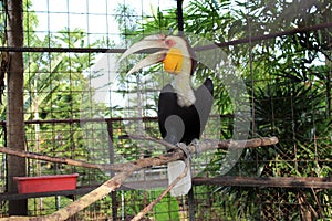 Hornbill tropical bird of indonesia