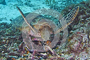 Green Sea Turtle off Balicasag Island, Panglao, Bohol, Philippines