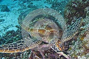 Zelený more korytnačka z ostrov,, filipíny 
