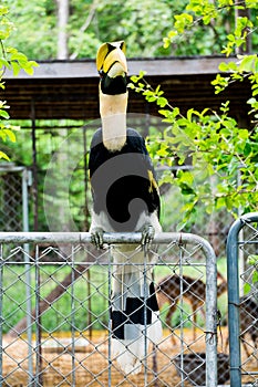 Hornbill in wild life breeding station.