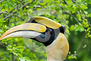 Hornbill in wild life breeding station.