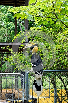 Hornbill in wild life breeding station.