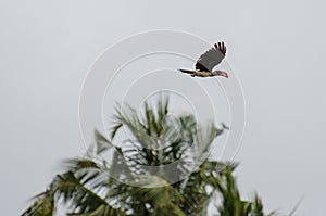 A hornbill Zanzibar, February 2019