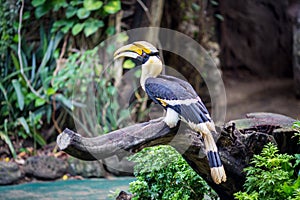 The hornbill in the zoo.