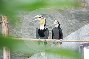 Hornbill at the zoo in Thailand