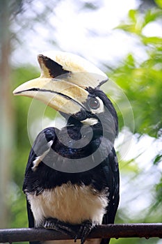 Hornbills