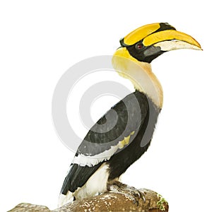 Hornbills bird on white background photo