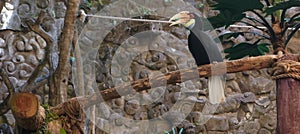 Hornbills are birds that have a beak like a cow\'s horn when seen from the side photo