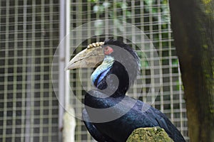 Hornbills (Bucerotidae) blac