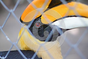 Hornbills in cage