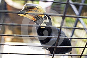 Hornbills in cage