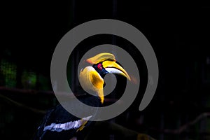 hornbills in captivity at the wildlife park