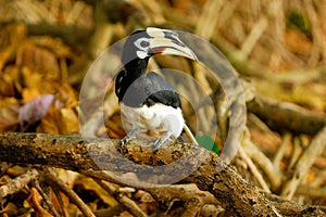 Hornbills photo