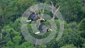 Hornbills flying above the rain forest