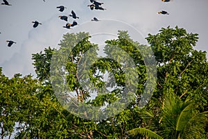 Hornbills flying in the jungle.