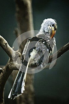 Hornbills giant Hornbills