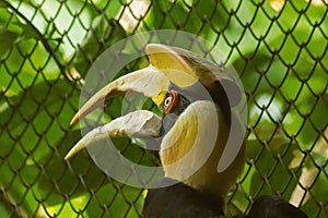 Hornbills with a hollowed head on the top.