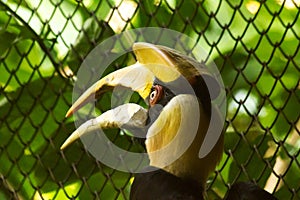 Hornbills with a hollowed head on the top.