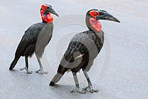 Hornbills in the Kruger National Park