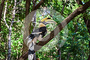 Hornbills are large, endangered, fruit-eating birds found across Asian forests with only certain fleshy fruit trees