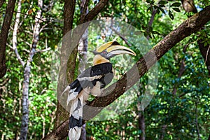 Hornbills are large, endangered, fruit-eating birds found across Asian forests with only certain fleshy fruit trees