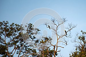 Hornbills perched on tall trees