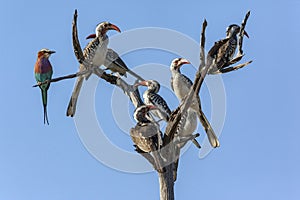 Hornbills and Roller in a dead tree - Botswana