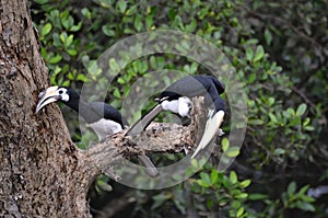 Hornbills at Sungei Buloh Wetland, Singapore photo