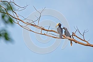 Hornbills in their typical environment