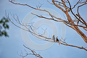 Hornbills in their typical environment