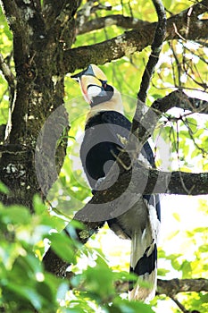 Hornbills on the tree Is a big bird