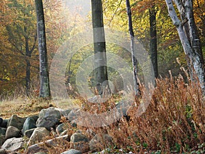 HornbÃÂ¦k plantage in 2003