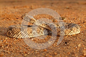 Horned adder photo